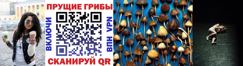 наркота Калуга Псилоцибиновые грибы Magic Shrooms